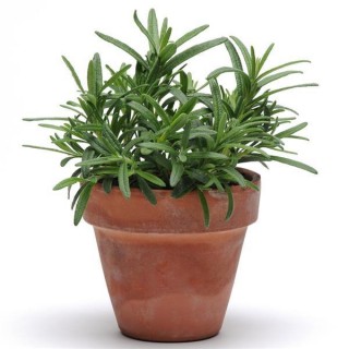 ROSEMARY PLNT WH FRE PT 850 1PC